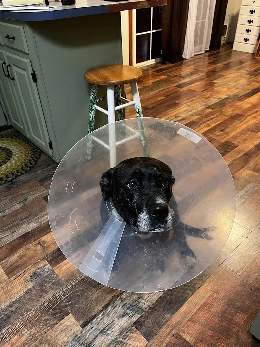 Reidsville Veterinary Hospital, Inc. Picture 2