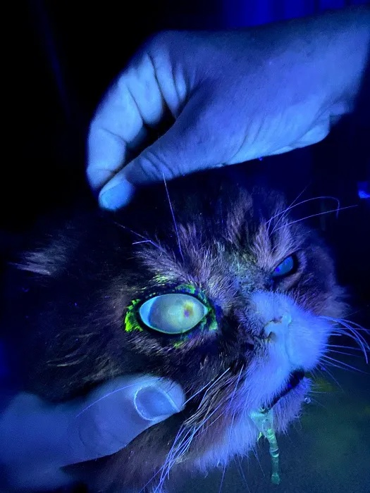 Ruckersville Animal Hospital Picture 4
