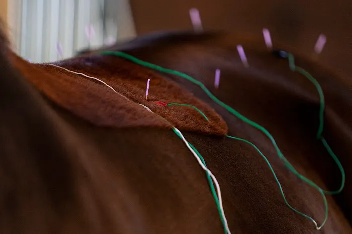 Riverbend Equine Veterinary Services Picture 2
