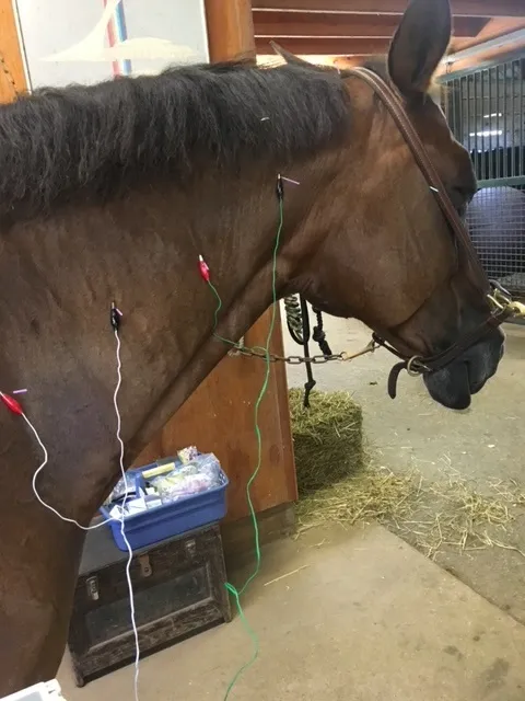 Riverbend Equine Veterinary Services Picture 3