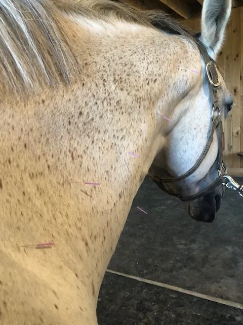 Riverbend Equine Veterinary Services Picture 6