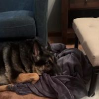 Mantua Veterinary Clinic ico