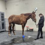 Cleveland Equine Clinic