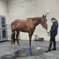 Cleveland Equine Clinic ico