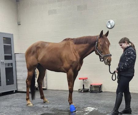 Cleveland Equine Clinic