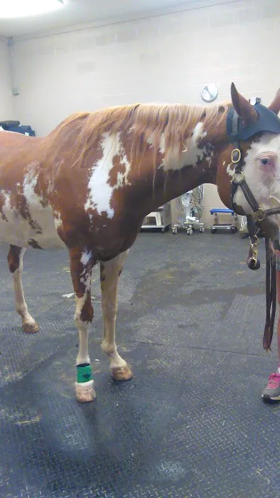 Cleveland Equine Clinic Picture 5