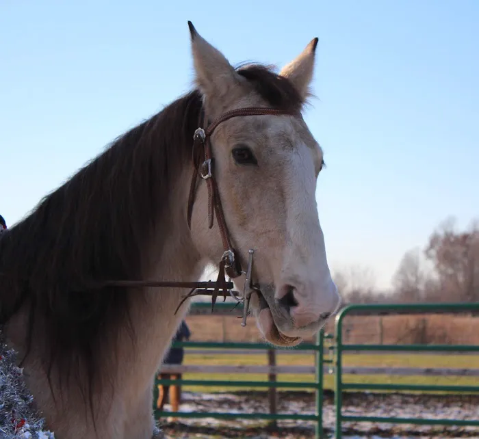Cleveland Equine Clinic Picture 2