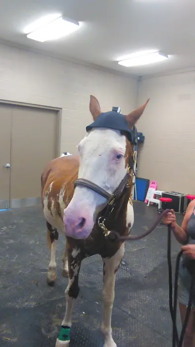 Cleveland Equine Clinic Picture 3