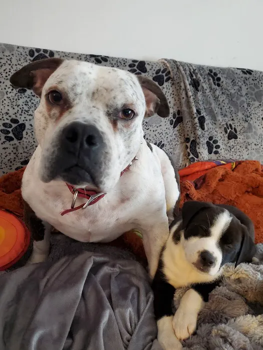 TLC Pet Hospital Picture 2