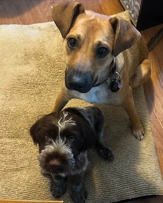 Family Paws Animal Hospital Picture 1