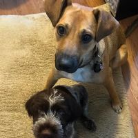 Family Paws Animal Hospital ico