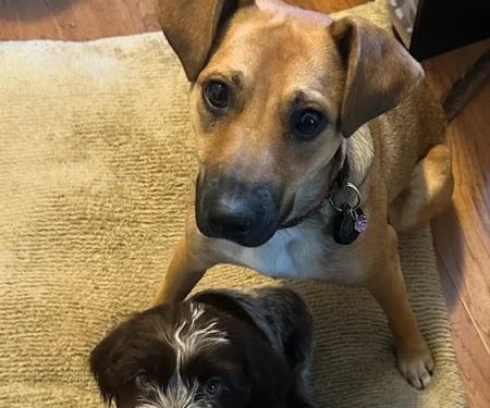 Family Paws Animal Hospital