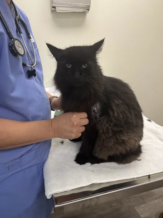 Family Paws Animal Hospital Picture 8