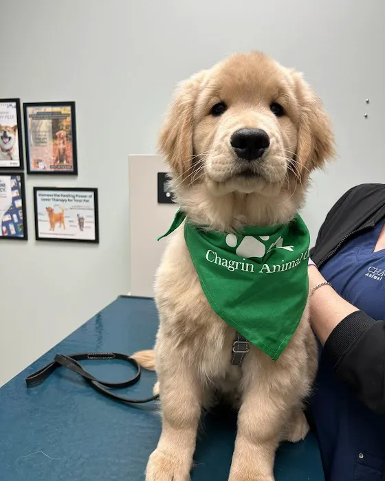 Chagrin Animal Clinic Inc Picture 2