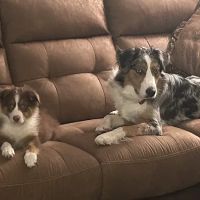 Chagrin Valley Veterinary Clinic ico