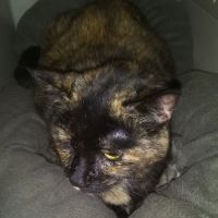 Banfield Pet Hospital ico