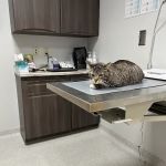 Aurora Veterinary Clinic