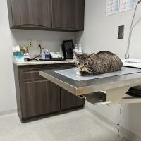 Aurora Veterinary Clinic ico