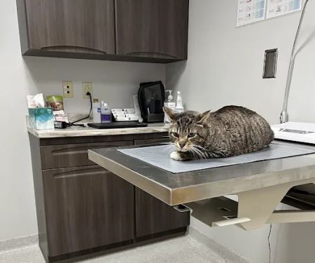 Aurora Veterinary Clinic