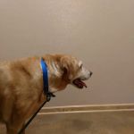 Streetsboro Veterinary Center