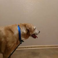 Streetsboro Veterinary Center ico