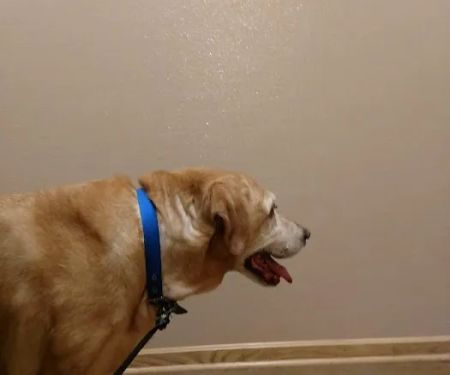 Streetsboro Veterinary Center
