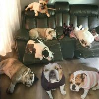Animal Medical Center of Streetsboro, Inc. ico
