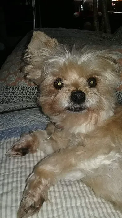 Parkersburg Veterinary Hospital of Vienna Picture 7