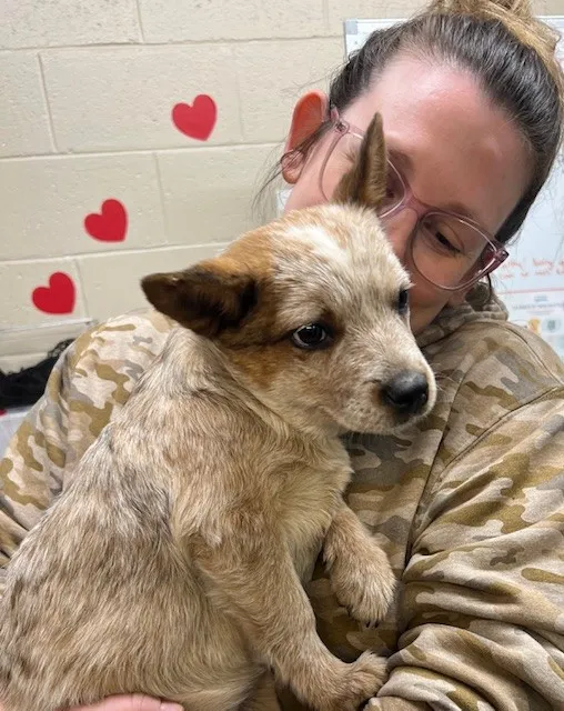 VCA Dudley Avenue Animal Hospital Picture 6