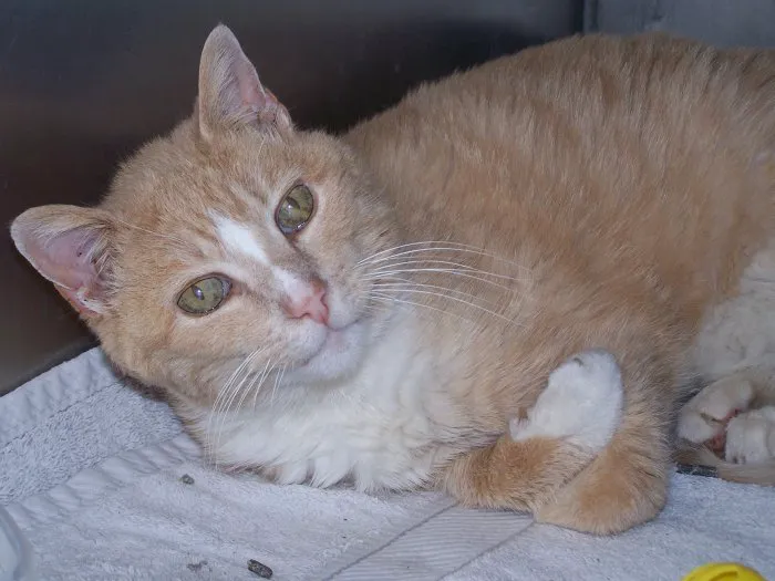 VCA Dudley Avenue Animal Hospital Picture 2
