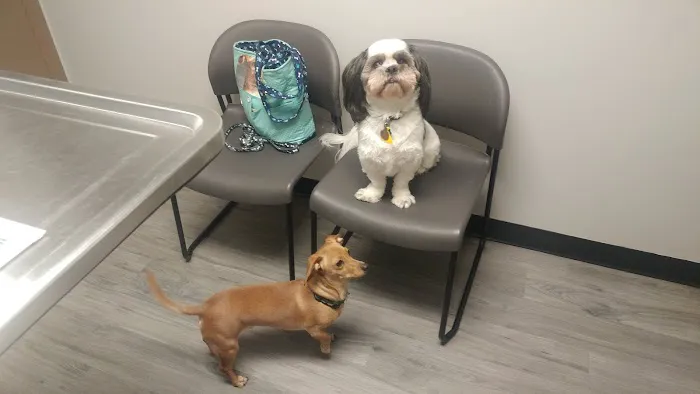 VCA Dudley Avenue Animal Hospital Picture 5