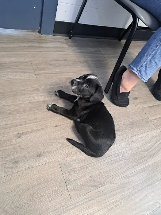 VCA Dudley Avenue Animal Hospital Picture 10