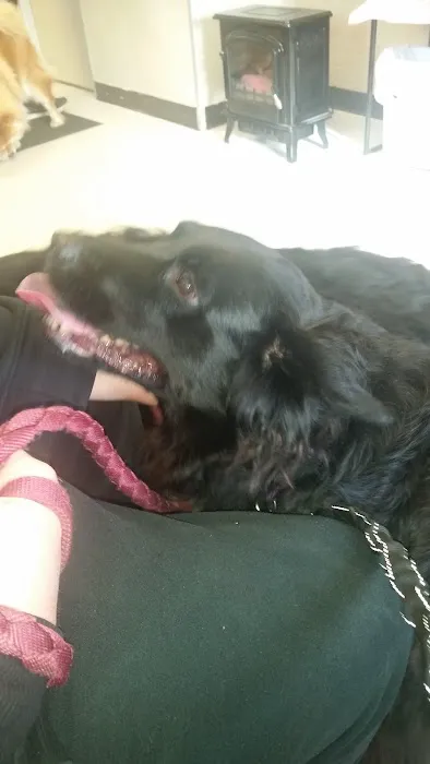 VCA Dudley Avenue Animal Hospital Picture 9