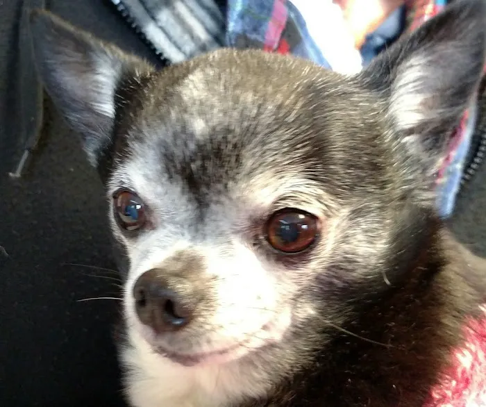 Southwood Animal Hospital Picture 4