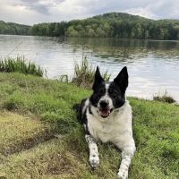 Canal Fulton Jackson Veterinary Clinic (previously Elm Ridge Animal Hospital) ico