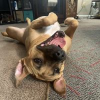 Fulton Animal Hospital ico