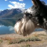 Wolf Creek Veterinary Services- Mary Uhl DVM