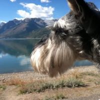 Wolf Creek Veterinary Services- Mary Uhl DVM ico