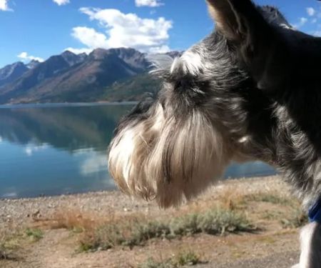Wolf Creek Veterinary Services- Mary Uhl DVM