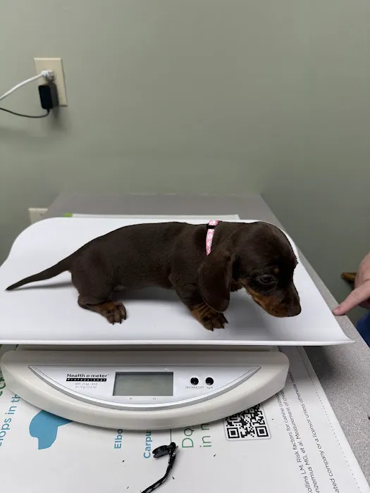 Wolf Creek Veterinary Services- Mary Uhl DVM Picture 3