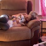 East Holmes Veterinary Clinic