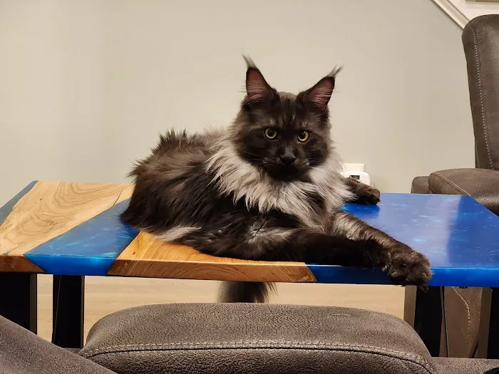 Windy Hill Pets, Kathy's Kattery Picture 5