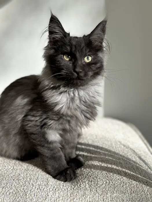 Windy Hill Pets, Kathy's Kattery Picture 6