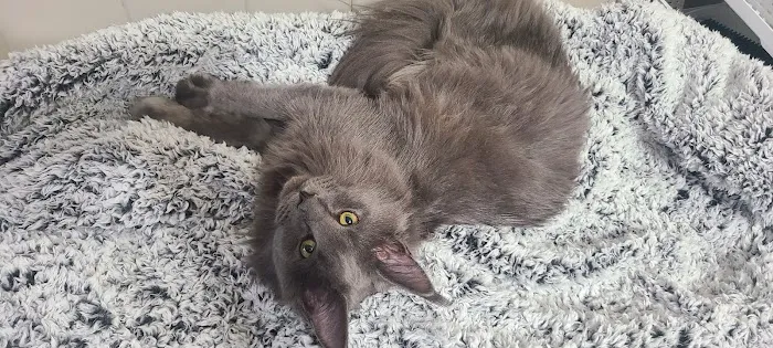 Windy Hill Pets, Kathy's Kattery Picture 10