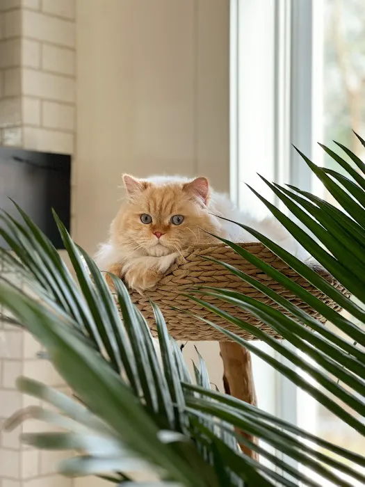 Windy Hill Pets, Kathy's Kattery Picture 8