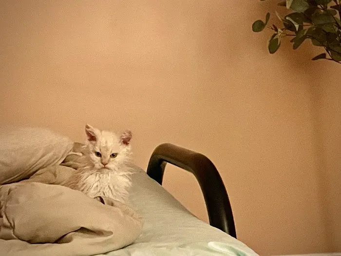 Windy Hill Pets, Kathy's Kattery Picture 9