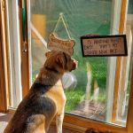 Brimfield Veterinary Services