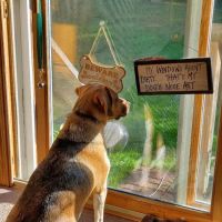 Brimfield Veterinary Services ico