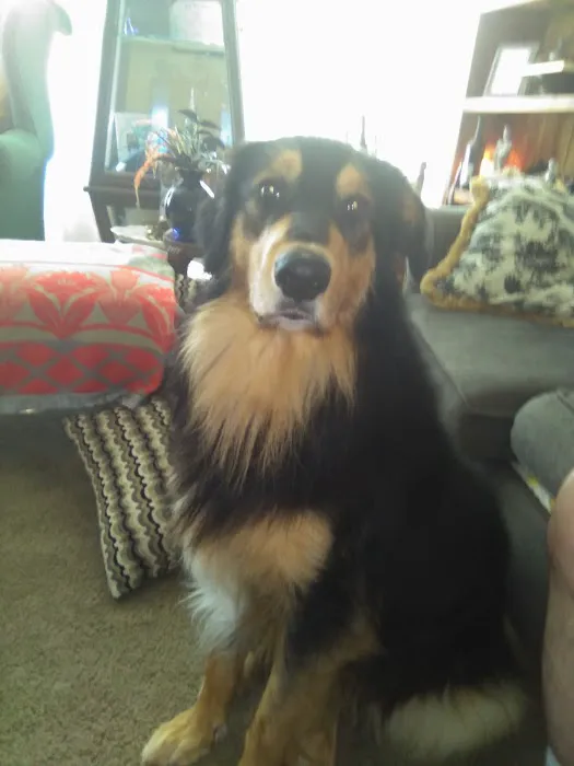 Brimfield Veterinary Services Picture 8