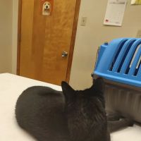 Tallmadge Animal Hospital ico